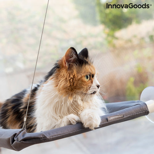 Hanging Cat