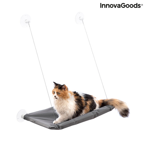 Hanging Cat