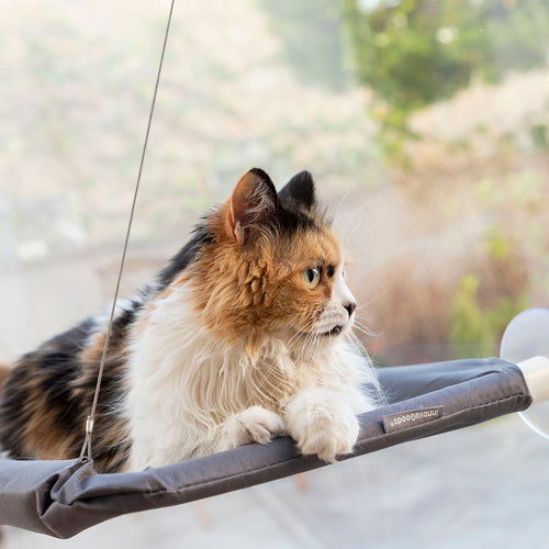 Hanging Cat